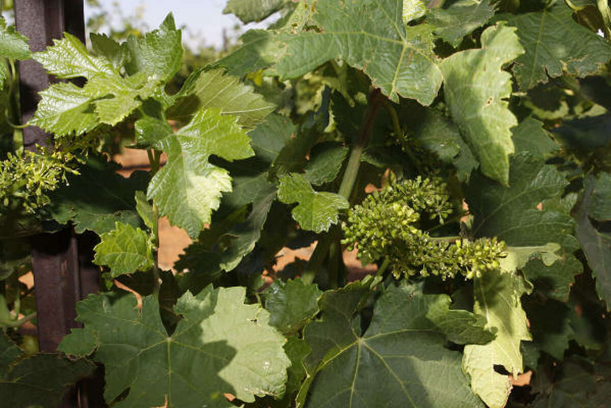 The Reddy Vineyards, located outside of Brownfield, are having success with varietals such as petite syrah.