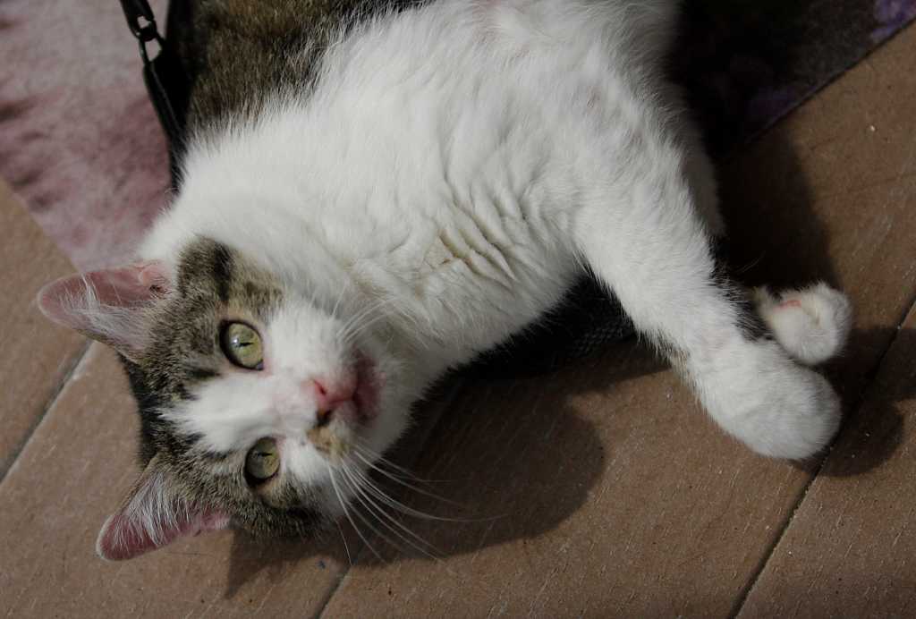 World's first cloned cat still lives happily in College Station