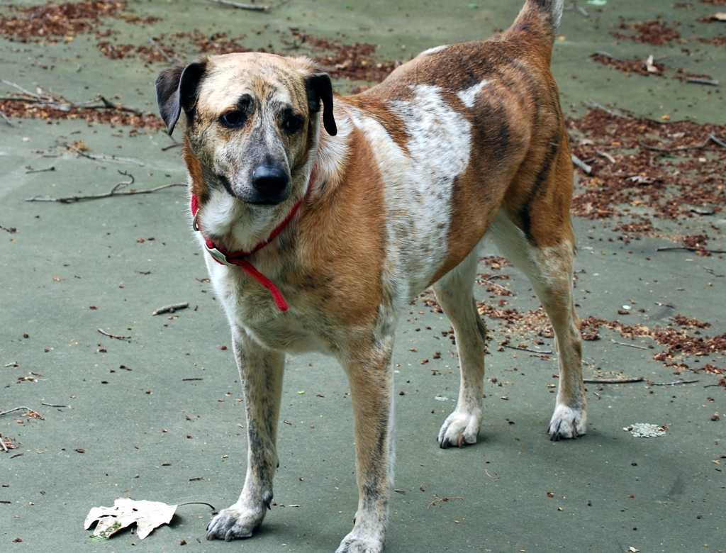 Dogs up for adoption at Westport animal shelter