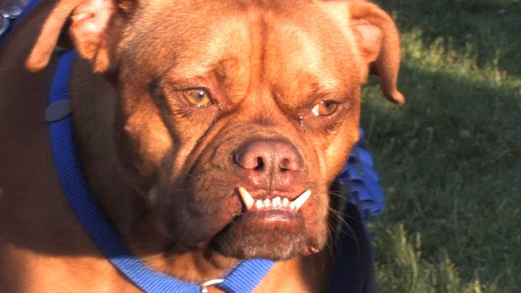 Yelpers Favorite Dog friendly Bars In Seattle