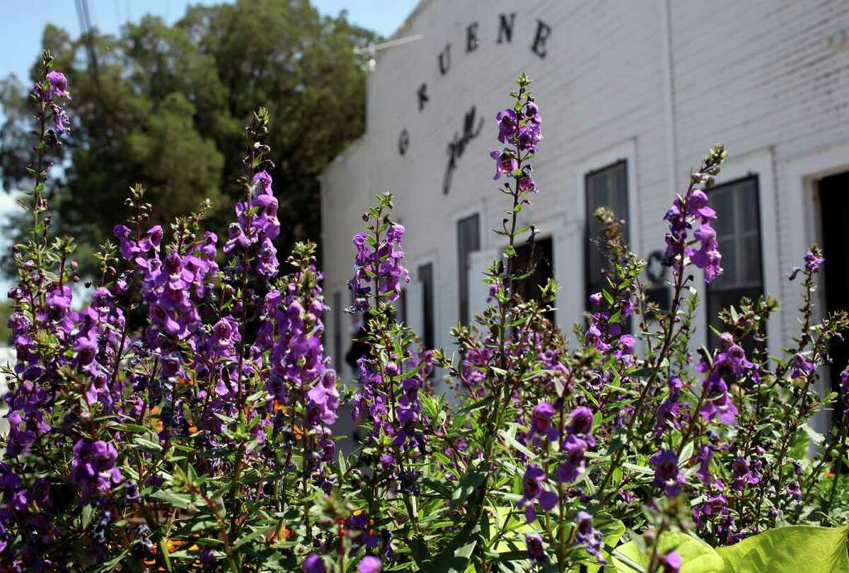 FOR SALIFE - Detail of flowres outside Gruene Hall Monday May 16, 2011 in Gruene, Tx. (PHOTO BY EDWARD A. ORNELAS/eaornelas@express-news.net) Pest-free purple angelonia is tolerant of the Texas summer. Long-flowering, it's great in whiskey barrels and well-draining garden beds.