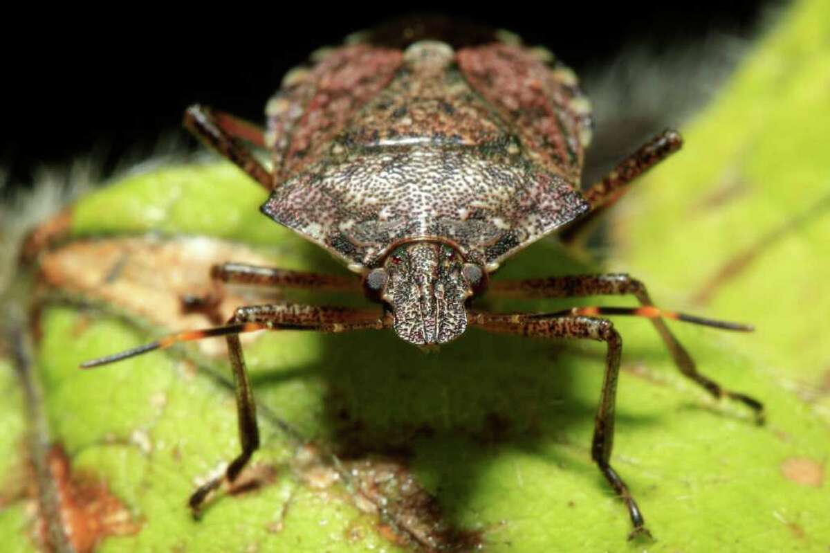 In this Thursday, April 14, 2011, shown is a brown marmorated stink bug at a Penn State research station in Biglerville, Pa. The relatively new pest originally from Asia is threatening to wreak havoc on mid-Atlantic orchards.