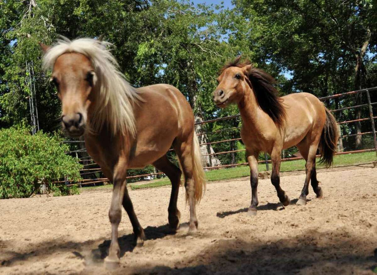 brenham-nuns-give-up-reins-on-mini-horses