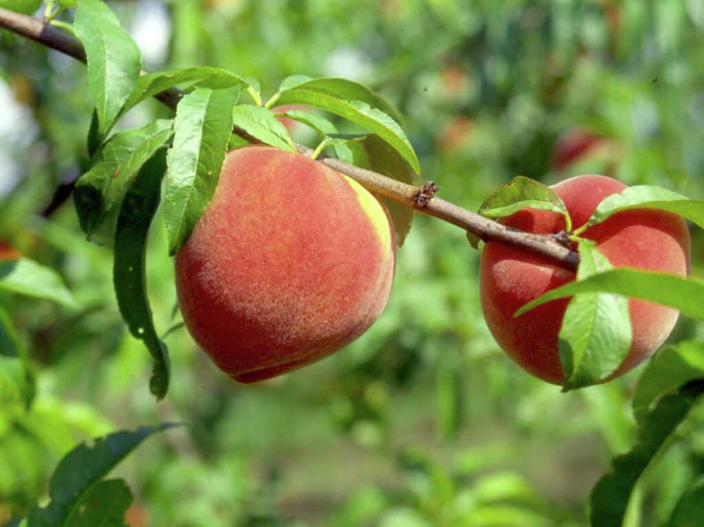 How To Grow A Peach Tree In Texas Sulechow Net Sam Houston Peach Tree Care Sevenstonesinc