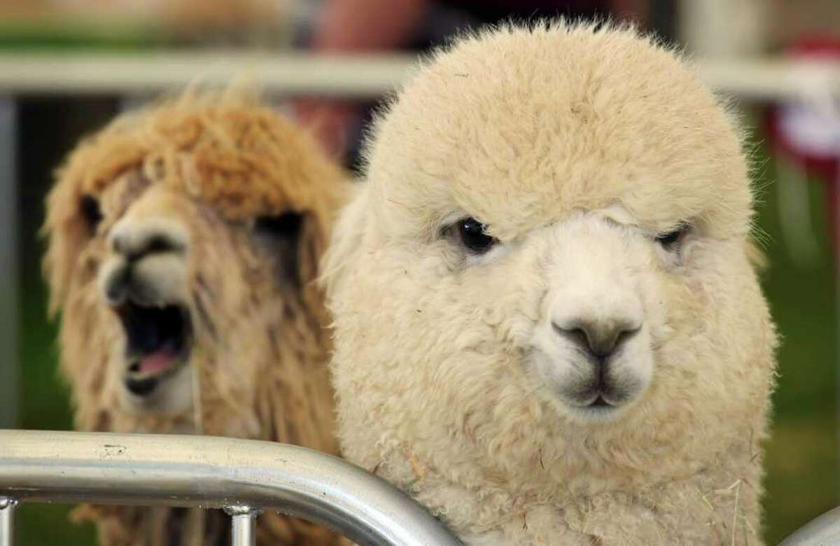 Alpacas wait to be judged in the arena at the Devon County Show on May 19, 2011 in Exeter, England.