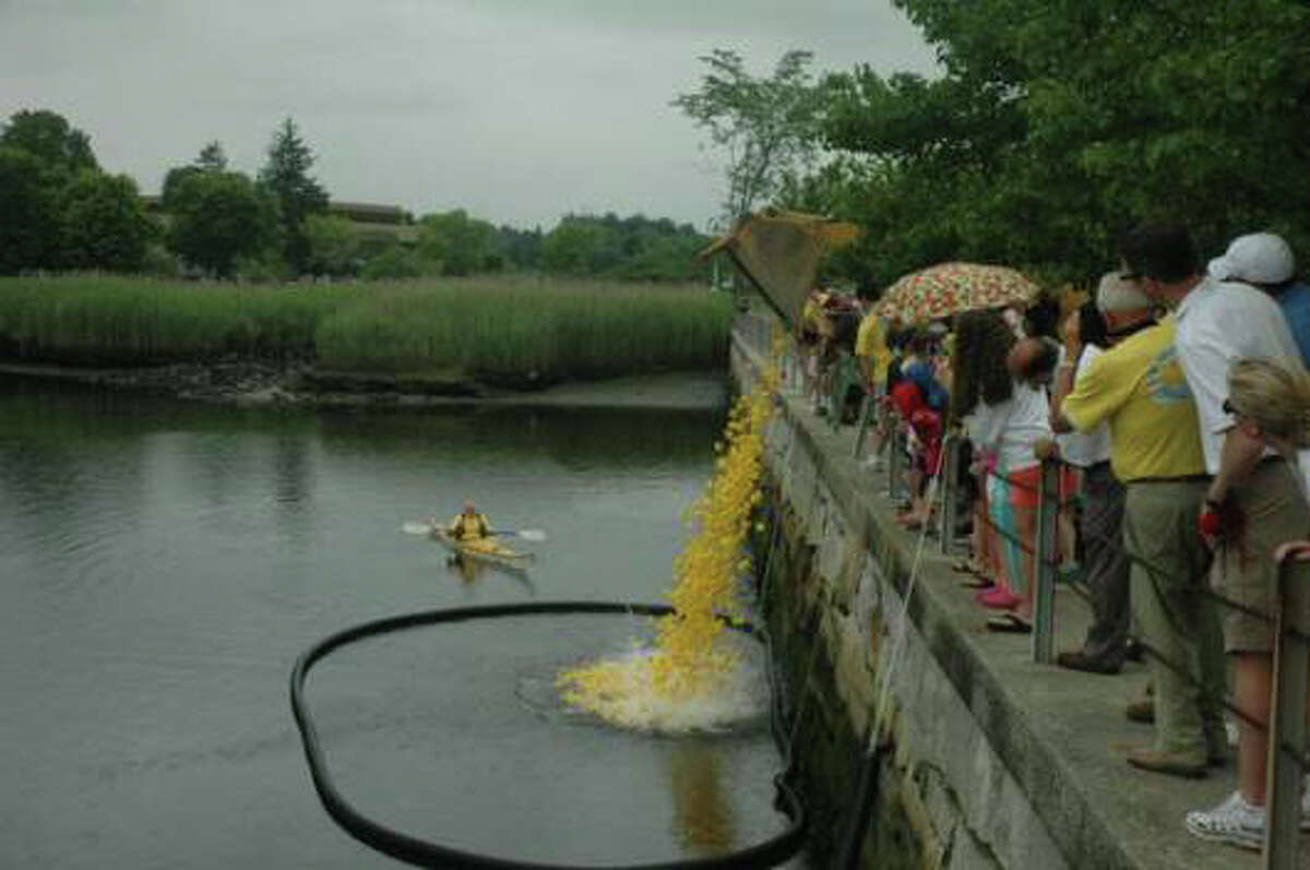 Great Duck Race in Westport on tap for June 11