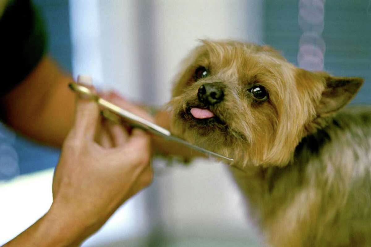 No shot before shears needed