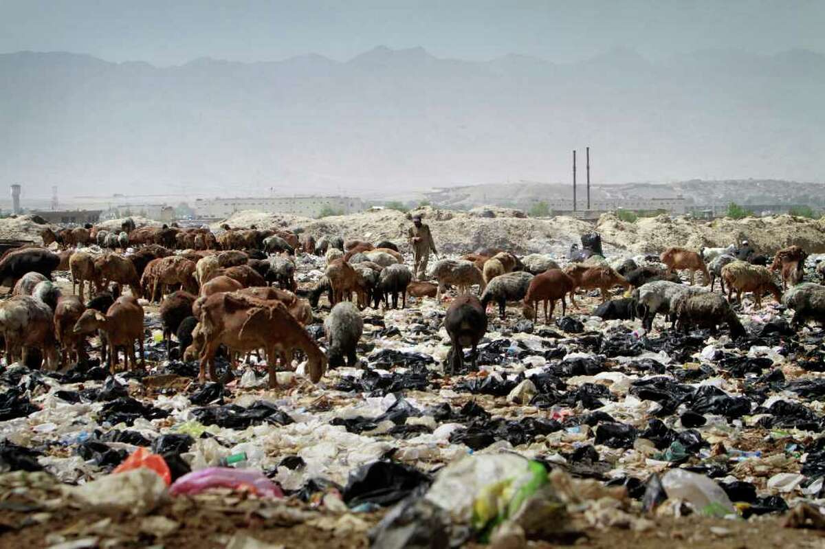 A shepherd man walks among his animals over the trashes on the World Environment Day in Kabul, Afghanistan on Sunday, June 5, 2011.