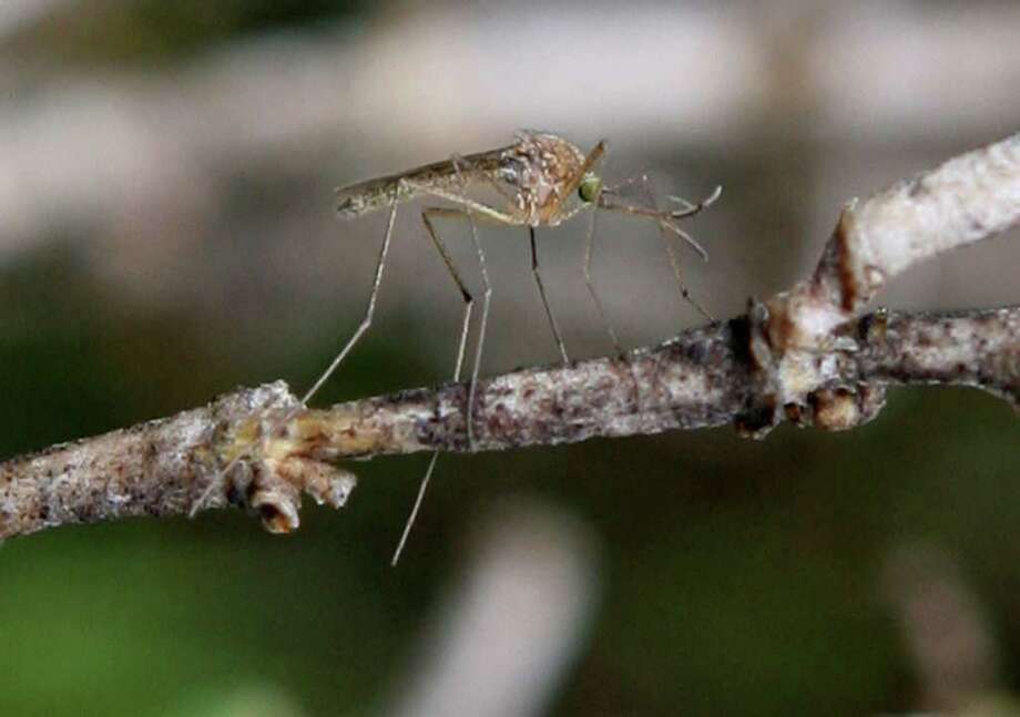Mosquito season to bring a bigger bite Connecticut Post