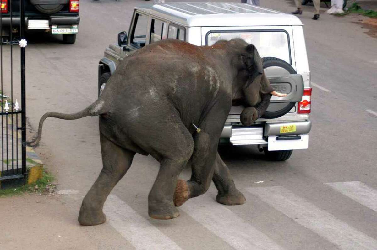 Нападение слонов на авто