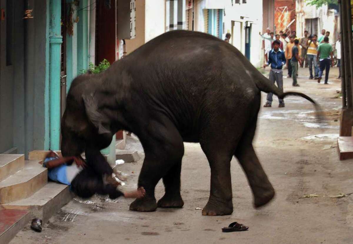A wild elephant gores a security guard to death in Mysore, in the southern Indian state of Karnataka, on Wednesday,. News reports said two wild elephants have gone on a rampage and government officials are trying to tranquilize the animals. Every year hundreds of people across India die when wild animals wander into cities as their natural habitats shrink and they have to range farther for food.