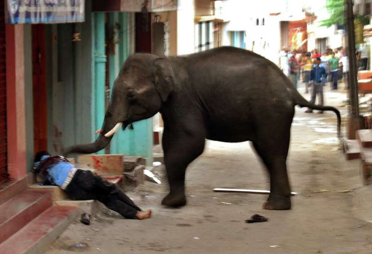  A wild elephant gores a security guard to death in Mysore, in the southern Indian state of Karnataka, on Wednesday. News reports said two wild elephants have gone on a rampage and government officials are trying to tranquilize the animals. Every year hundreds of people across India die when wild animals wander into cities as their natural habitats shrink and they have to range farther for food.