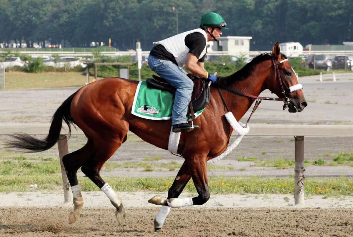 Mucho Macho Man, with rider Herberto Pugar up, works out on a practice track Wednesday, June 8, 2011 at Belmont Park in Elmont, N.Y. Mucho Macho Man is entered in Saturday's Belmont Stakes horse race. (AP Photo/Mark Lennihan)