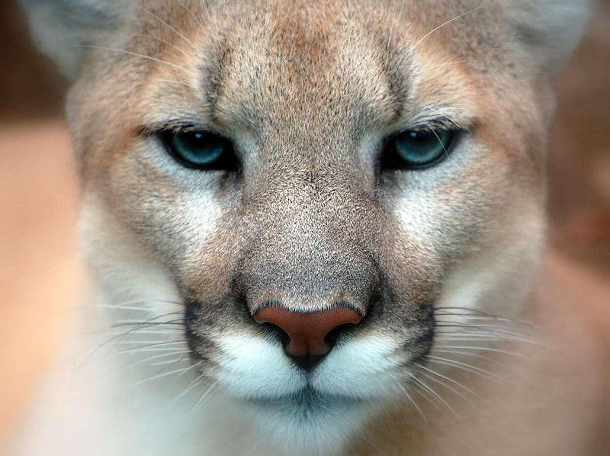 State: mountain lion came from South Dakota