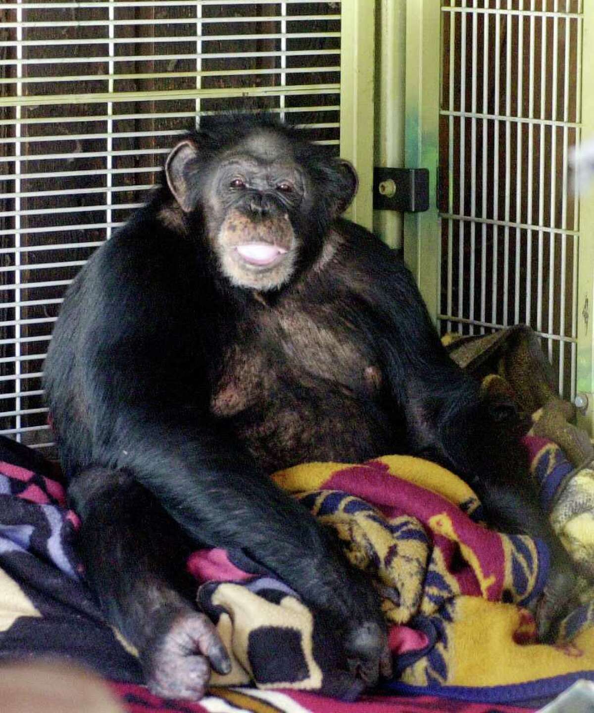 Chimp attack victim says Malloy shares blame