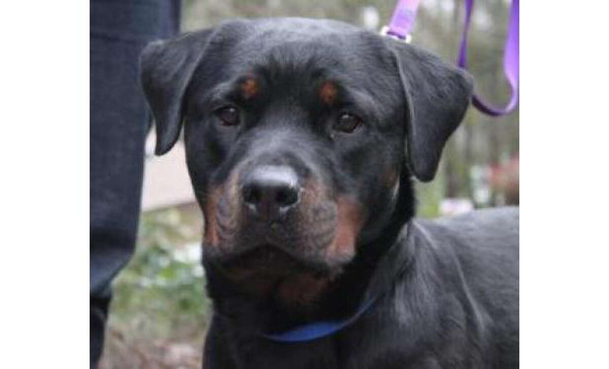 Name: Callie, Rottweiler/PureBreed, Female, Medium, Age: 2 years, 3 months, Adoption Status: Available. Visit: http://www.seattlehumane.org/adopt/pets/dogs