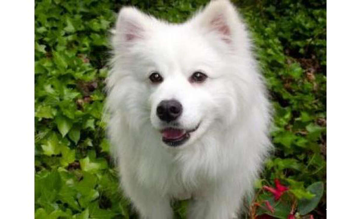 All of the dogs available for adoption at the Seattle Humane Society have been spayed/neutered, vaccinated and microchipped. Here are 20 beautiful dogs that need a loving home. Name: Elliot, American Eskimo/PureBreed, Male, Small, Age: 4 years, Adoption Status: Available. Visit: http://www.seattlehumane.org/adopt/pets/dogs