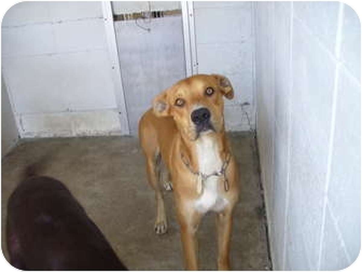 UPDATED Adoptable dogs in Beaumont