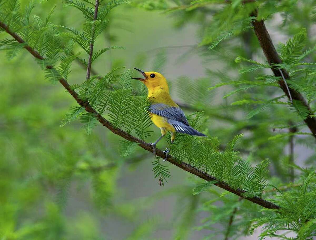 The drought appears to be having an impact on nesting songbirds like the prothonotary warbler. Lack of water and insects will weaken adults and chicks. Photo Credit: Kathy Adams Clark.