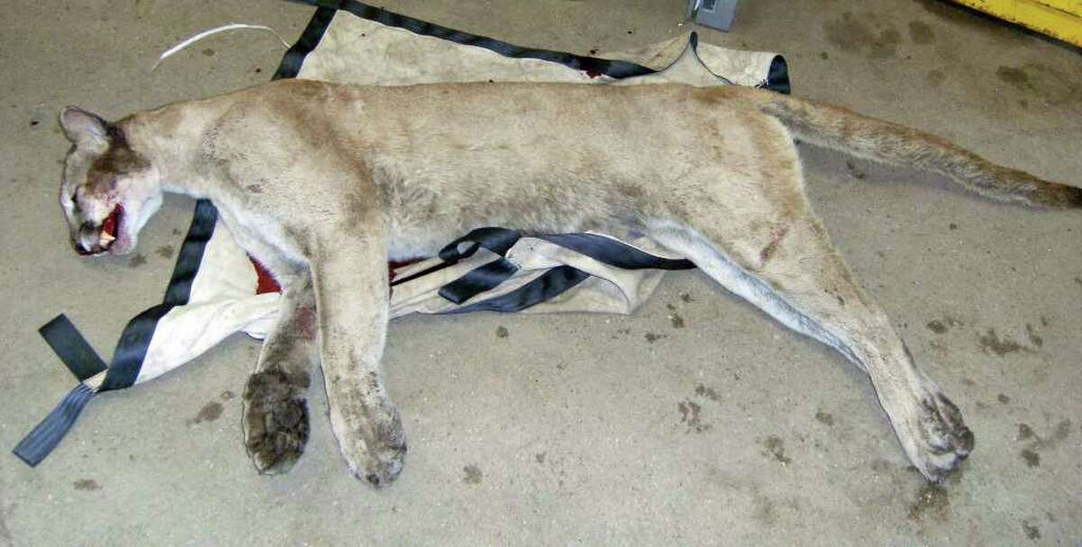 Texas - Mountain Lion Foundation