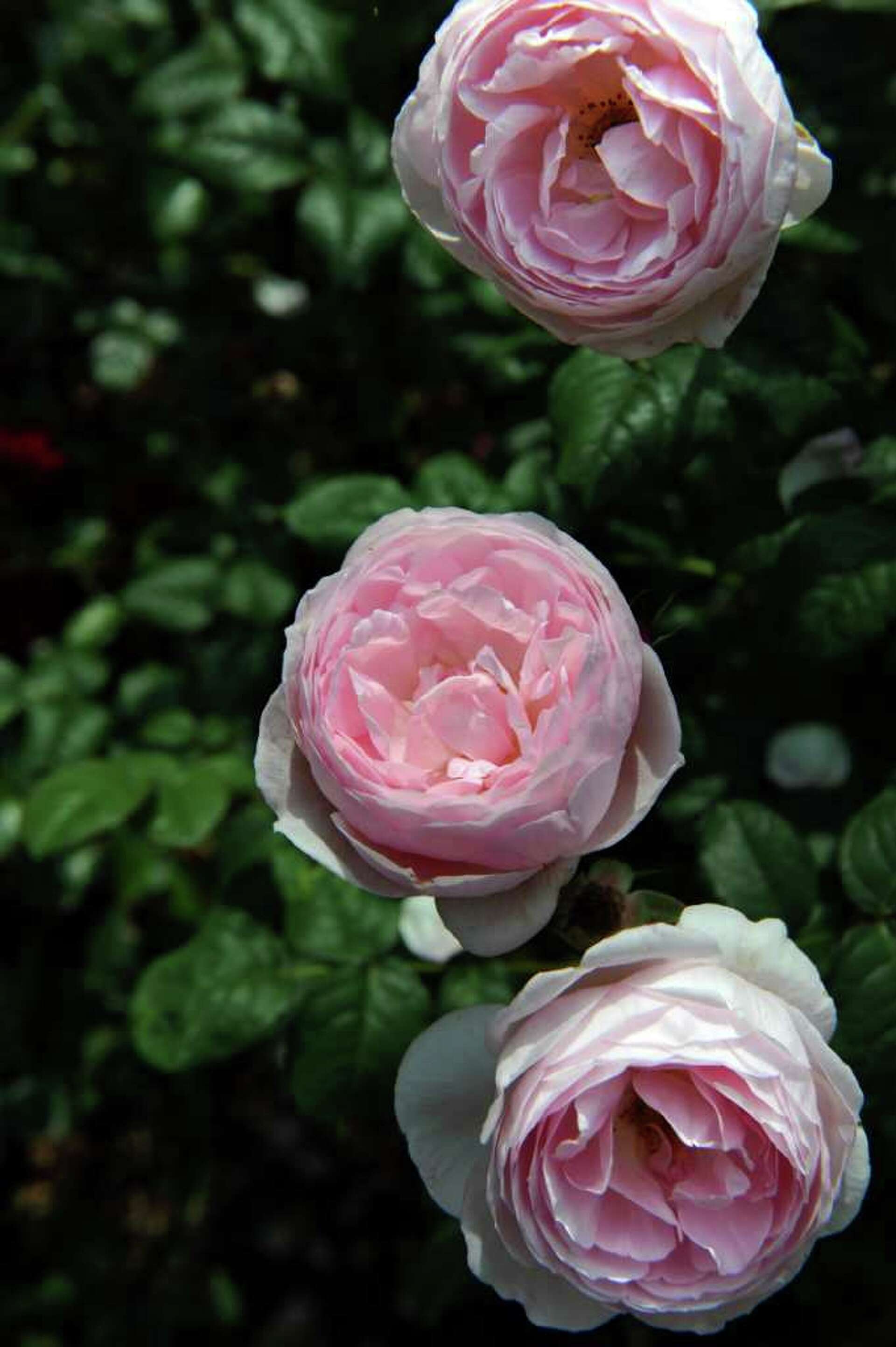 Trumbull couple's Spinning Wheel Garden attracts national attention