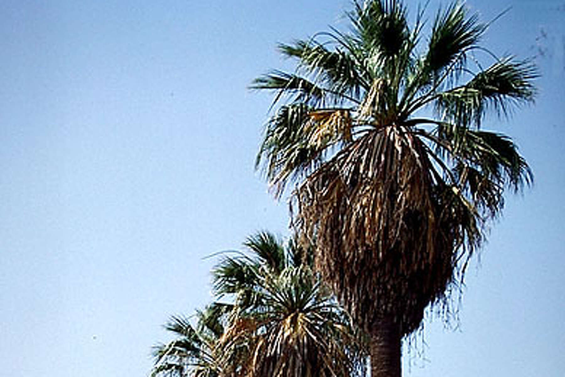 Palms Give Yard Tropical Flavor