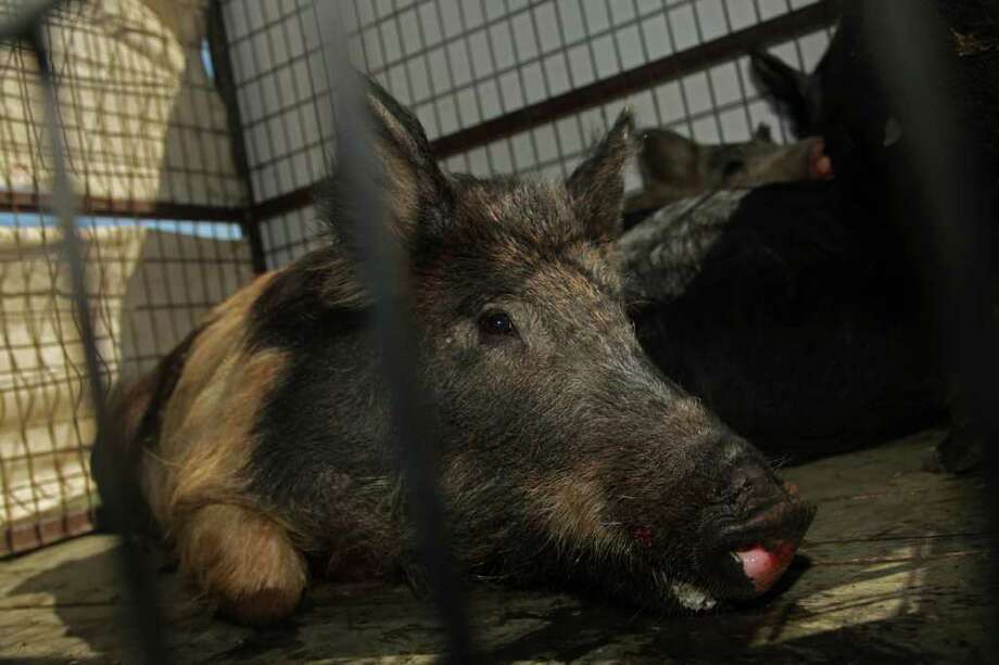 An answer to Texas' feral hog problem? San Antonio ExpressNews