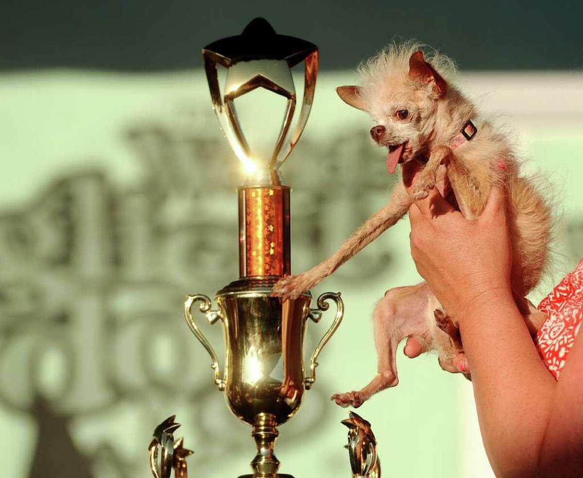 Yoda reaches out for her victory trophy after winning the 2011 World's Ugliest Dog Contest on Friday, June 24, 2011, in Petaluma, Calif. A a 14-year-old Chinese Crested and Chihuahua mix, Yoda took home $1000 and a plethora of pet perks during the event at the Sonoma-Marin Fair.