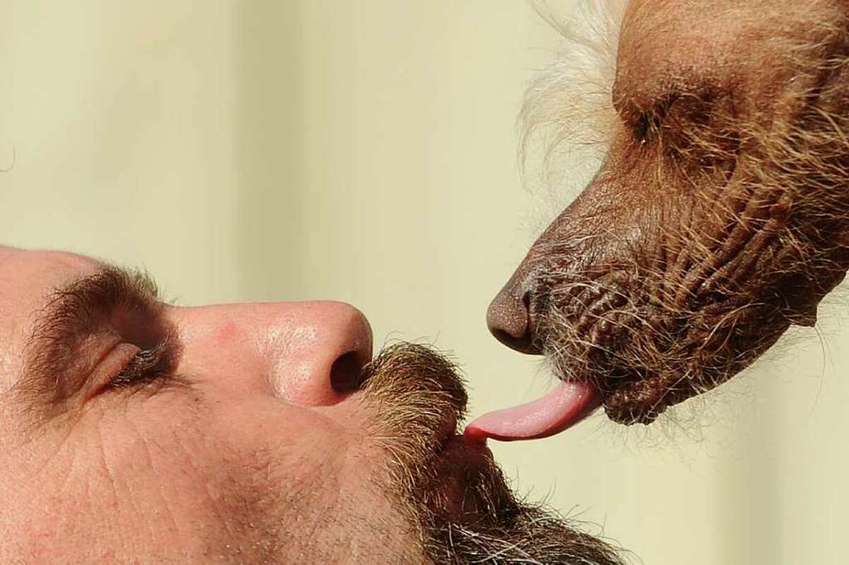 Icky kisses owner Jon Adler for good luck shortly before the start of the 2011 World's Ugliest Dog Contest on Friday, June 24, 2011, in Petaluma, Calif. Icky did not win the competition.