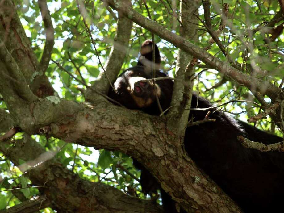 brookfield57 bear sightings photo: contributed photonna waz