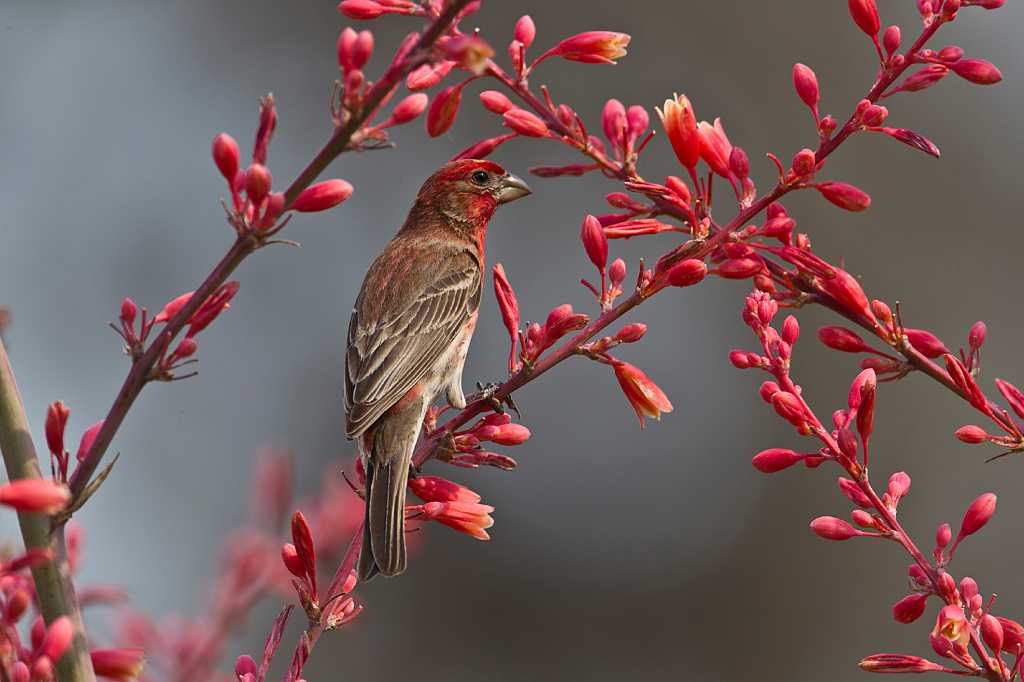 House finches find a home in Texas