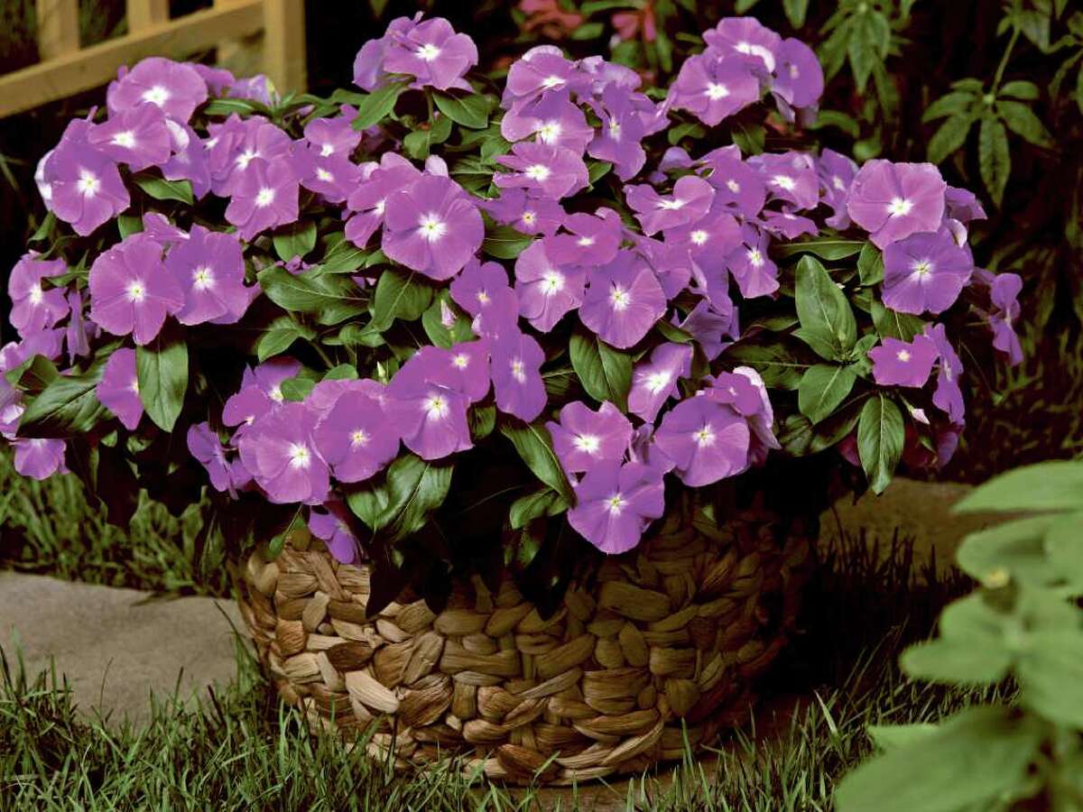 Vincas are back and stronger than before
