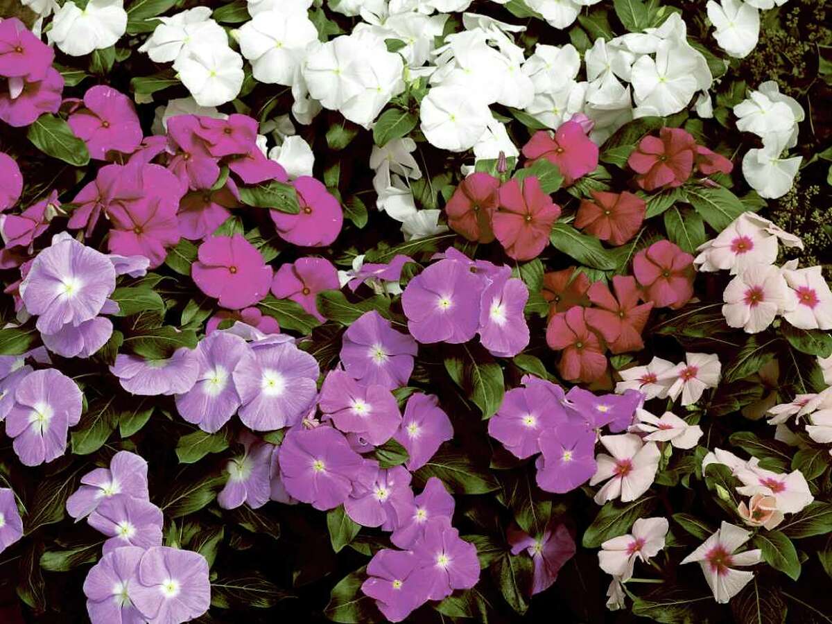 Vincas are back and stronger than before
