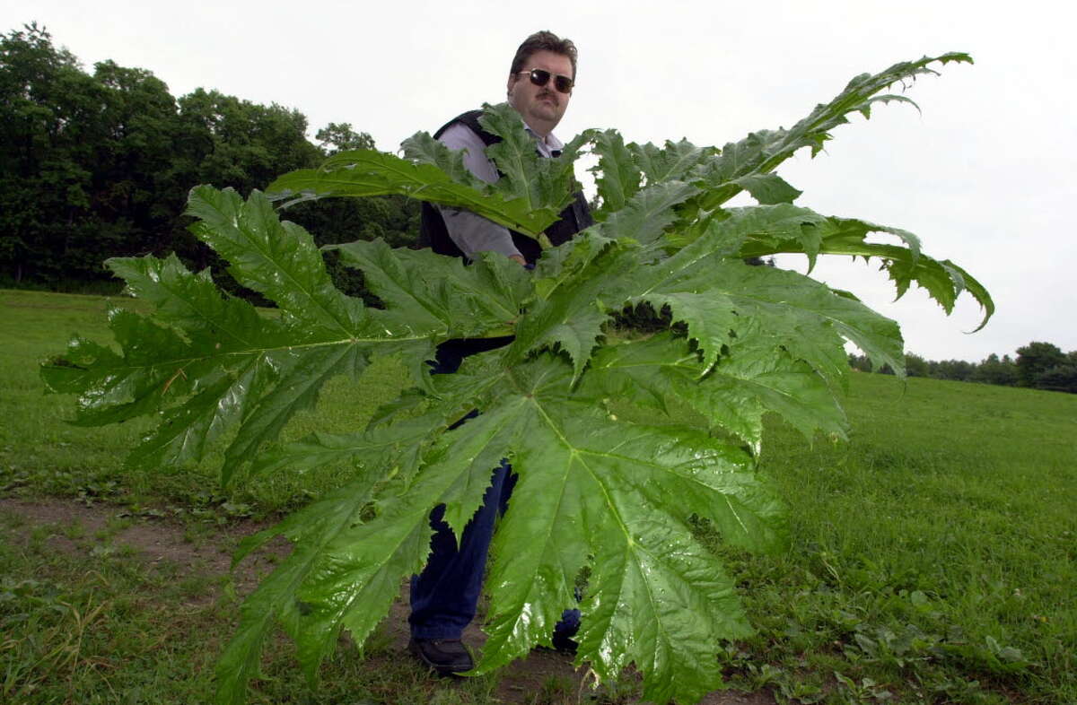 Pennsylvania Department of Agriculture agent Michael Zeller shows a section of leaves from a giant hogweed plant cut down on a farm in McKean, Pa., on July 9, 2003. New York officials fear the plant which can cause blisters and blindness could be spreading into the state. (AP Photo/Keith Srakocic)