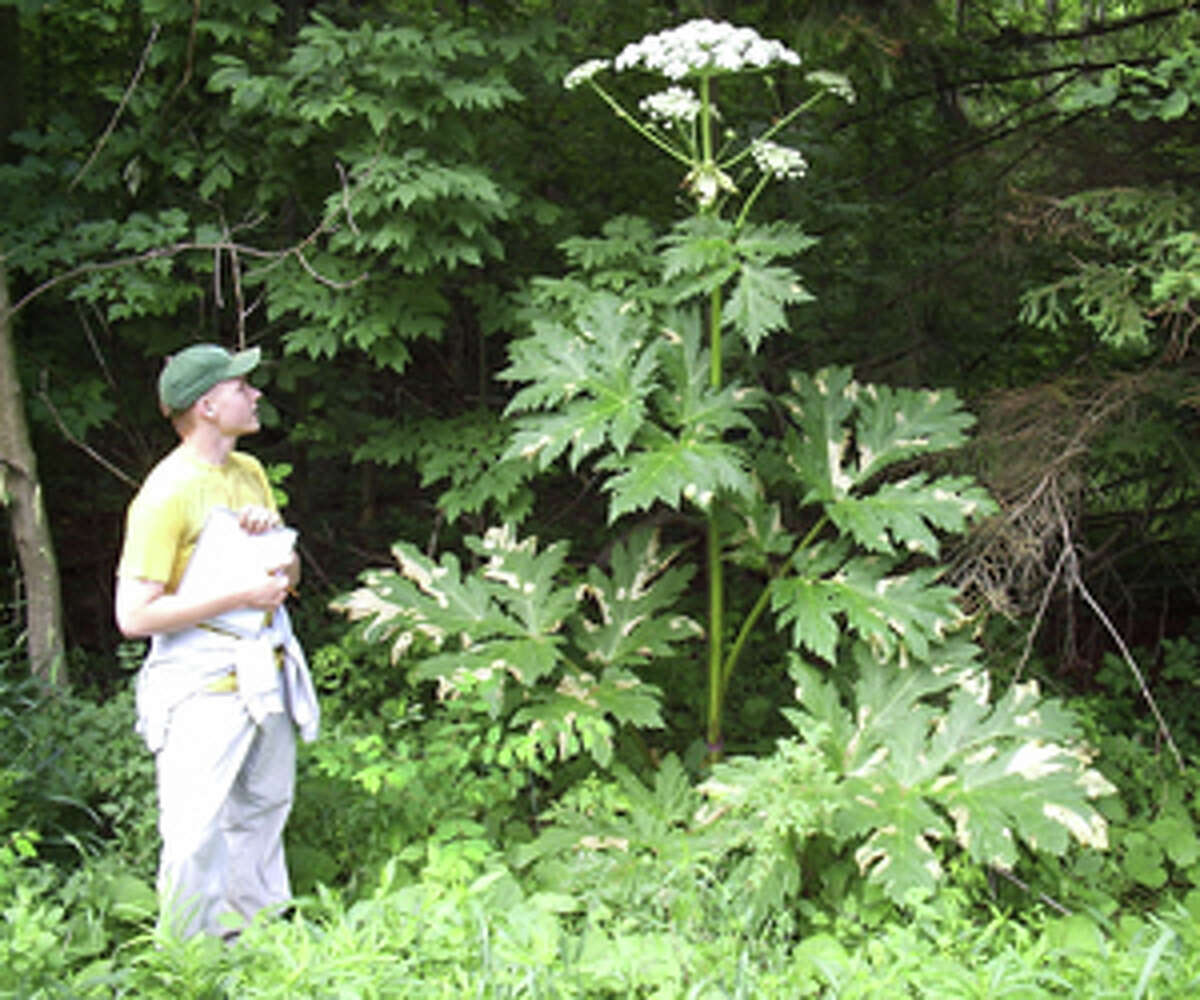 Hogweed, a monster plant with flowers the size of umbrellas and sap that causes blisters and blindness, is spreading across New York. The Department of Environmental Conservation is asking the public to notify the agency if they spot the plant. (Department of Environmental Conservation)
