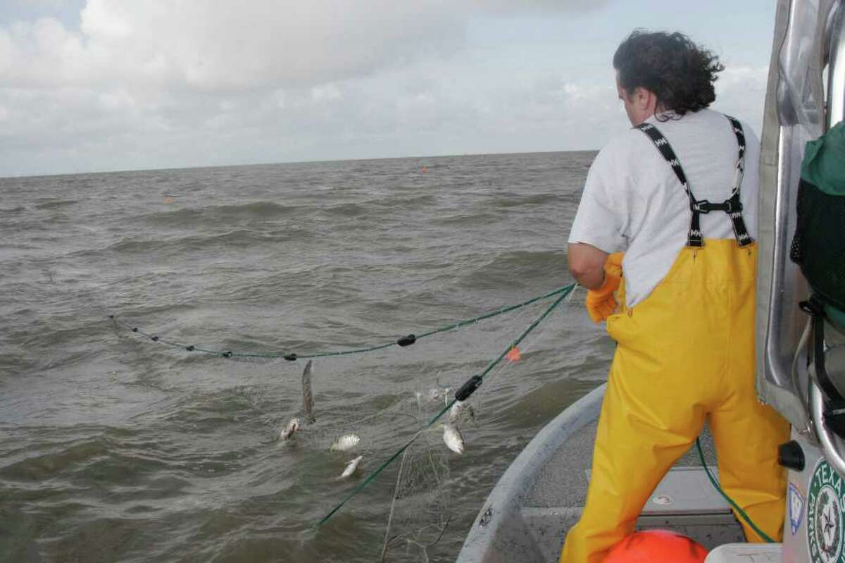 fisheries biologist retrieving a gill net in Galveston Bay: NET RESULTS - Data gathered through standardized gill net surveys by Texas coastal fisheries managers support what many anglers say they have seen: abundance of speckled trout in West Matagorda, San Antonio and Aransas bays have sharply declined over the past several years