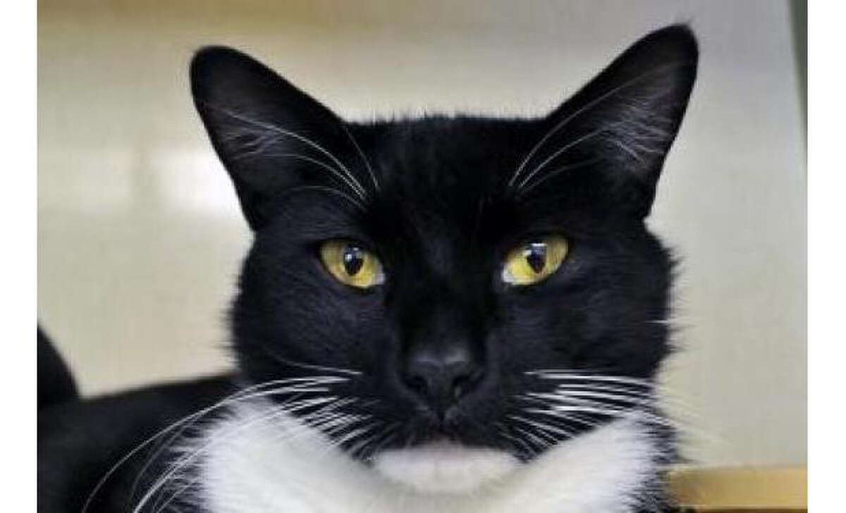 Name: Astroid, Breed: Domestic Shorthair/Mix, Gender: Male, Size: Small, Age: 4 years, 1 month, Adoption Status: Available, Website: http://www.seattlehumane.org/