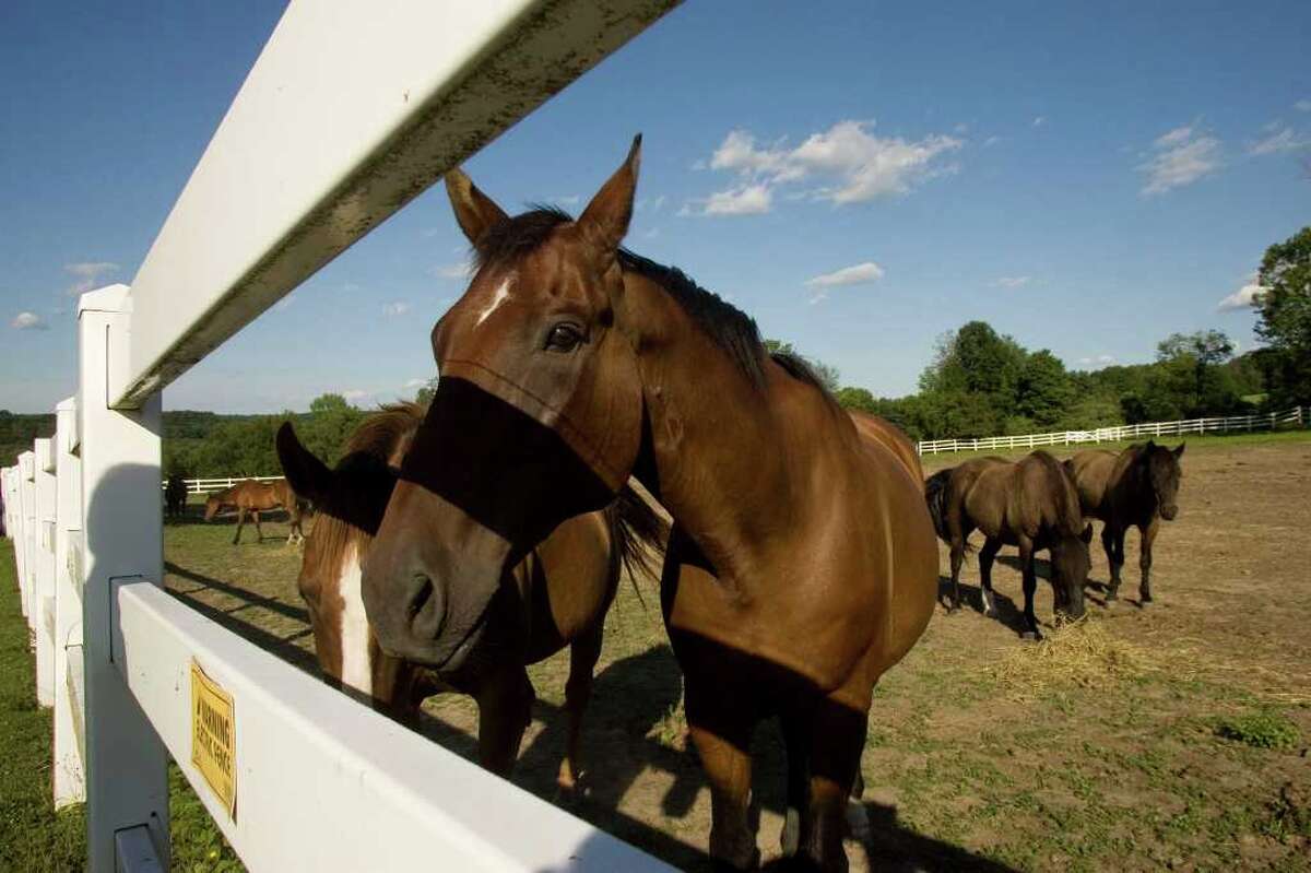 Newtown Horse Guard again under budget ax