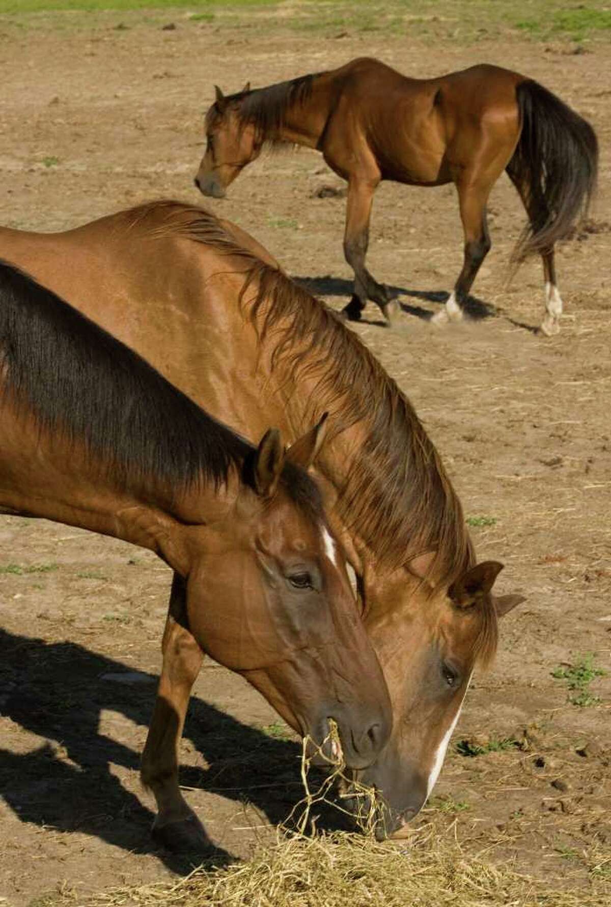 Newtown Horse Guard again under budget ax