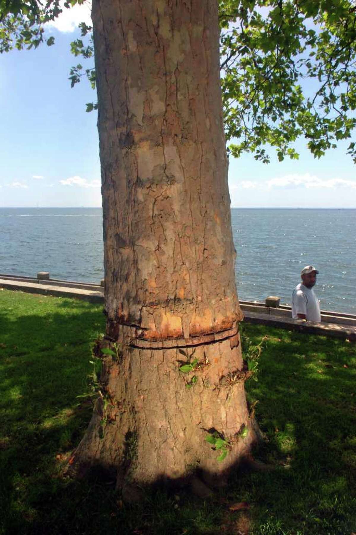 Vandalized trees at St. Mary's might pull through