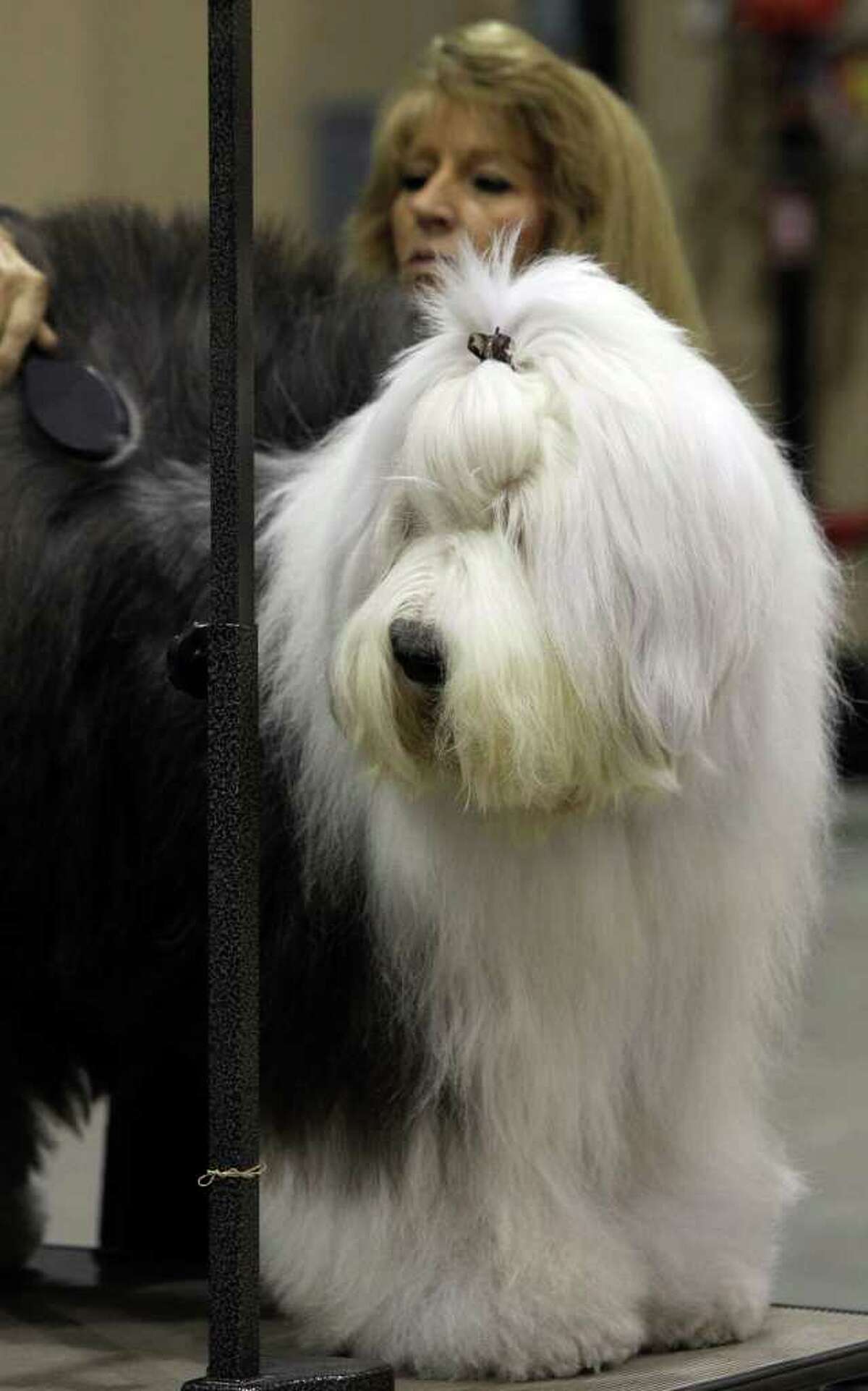 Sharon Tapscott of Houston grooms Sweet the old English Sheep Dog on Sunday, July 17, 2011, during the last day of the River City Cluster of Dog Shows. The dog is owned by Tapscott's daughter, Amy Pope.