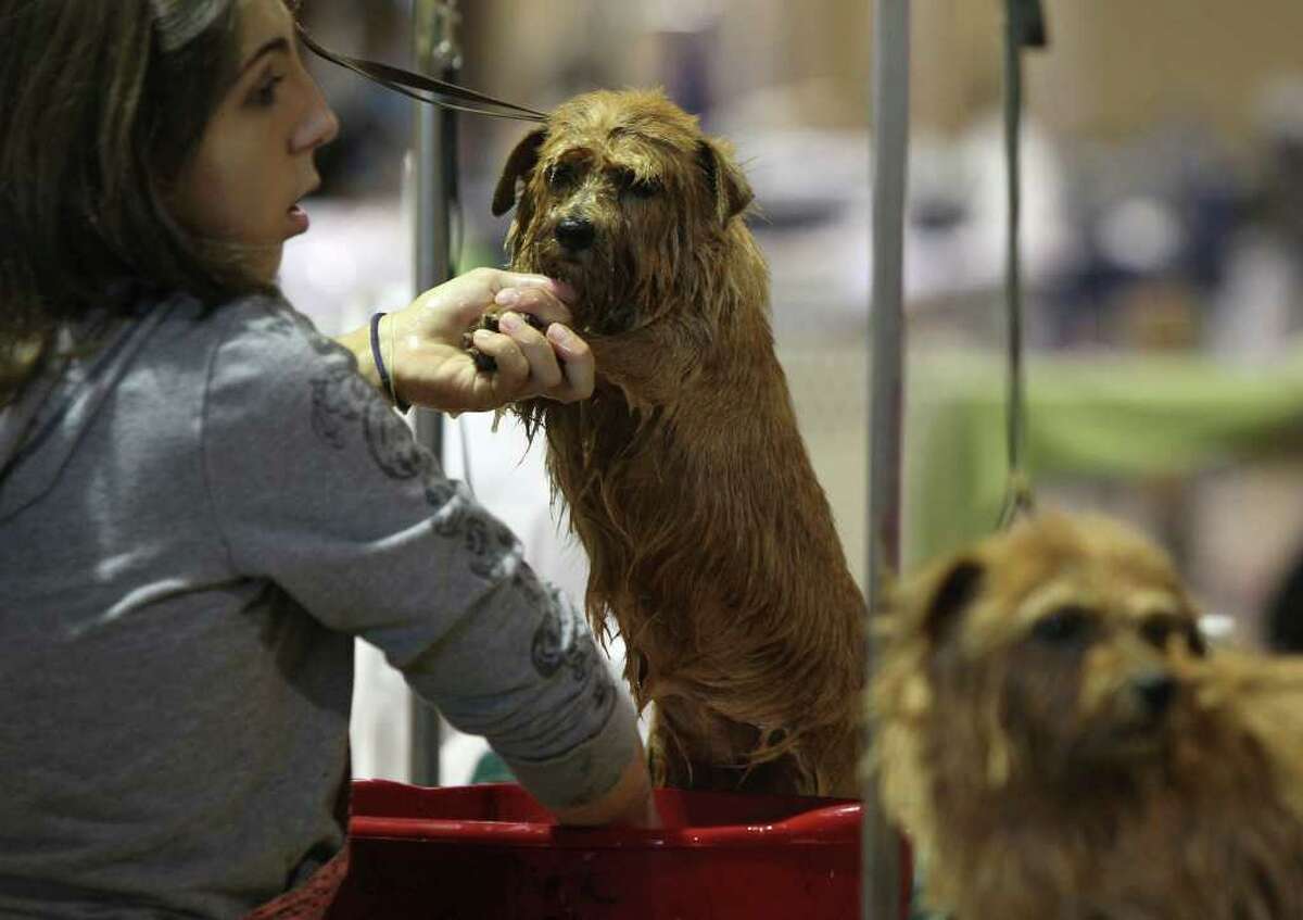 Dog handler Sabrina Rudle gives a bath to Apple the Norfolk Terrier on Sunday, July 17, 2011, during the last day of the River City Cluster of Dog Shows. Rudle is from Wisconsin and the dogs are owned by Barbara Miller and Susan Kipp.