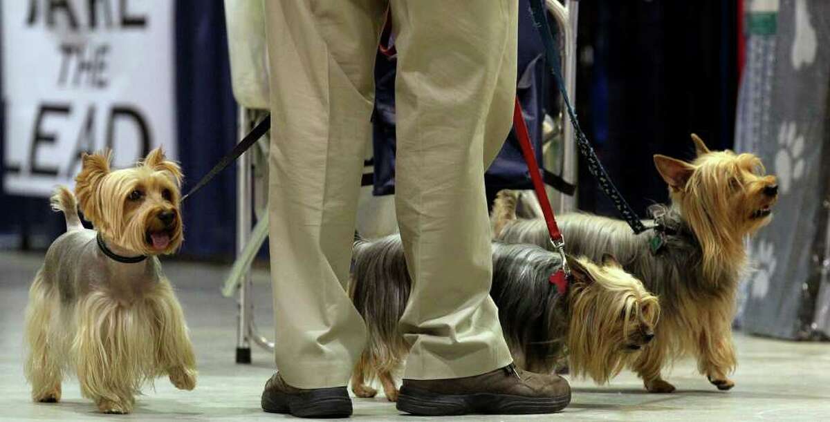 Silky Terriers owned by Walter and Linda Lee of Round Rock check out their surroundings on Sunday, July 17, 2011, during the final day of the River City Cluster of Dog Shows held at the Exposition Hall at Freeman Coliseum.