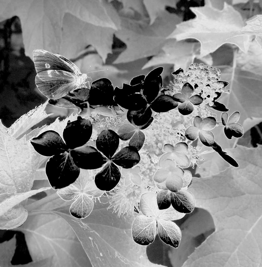 A positive negative? Cell phone's solarization setting offers unique ...