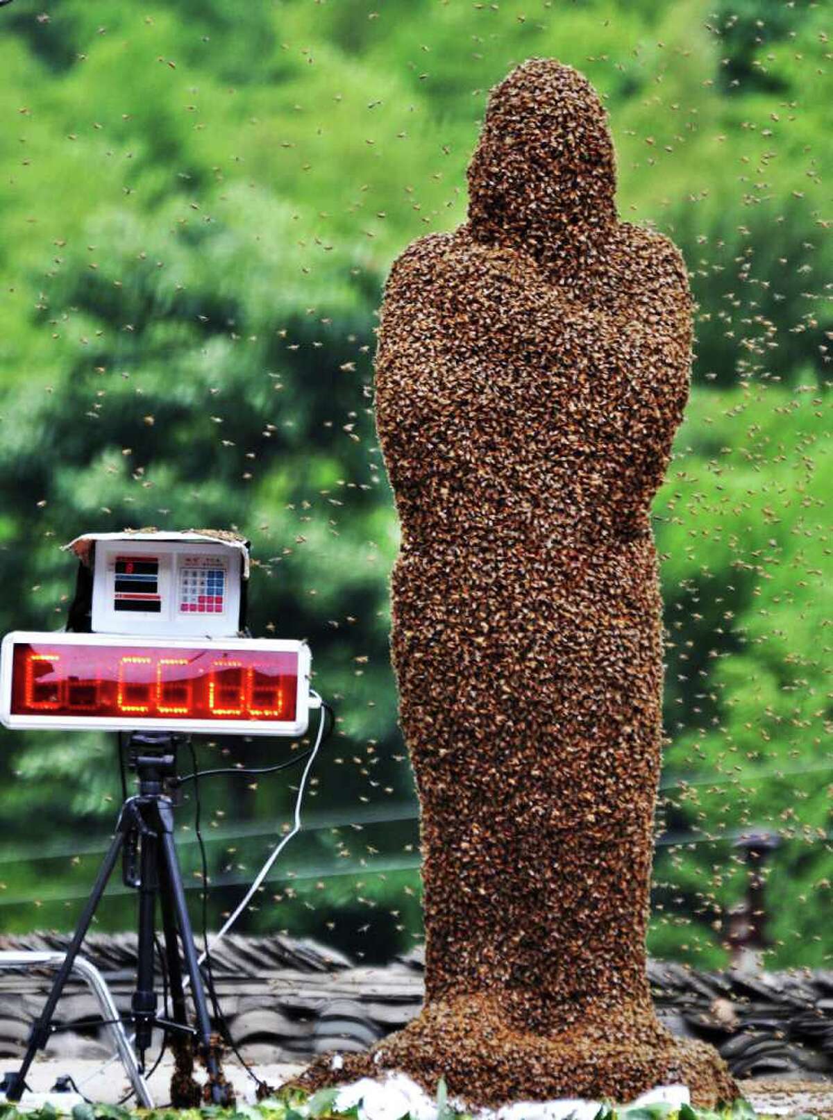 Bee bearding competition