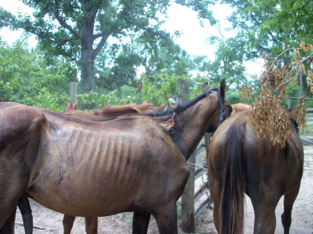 Sheriff's Department seizes horse after investigation