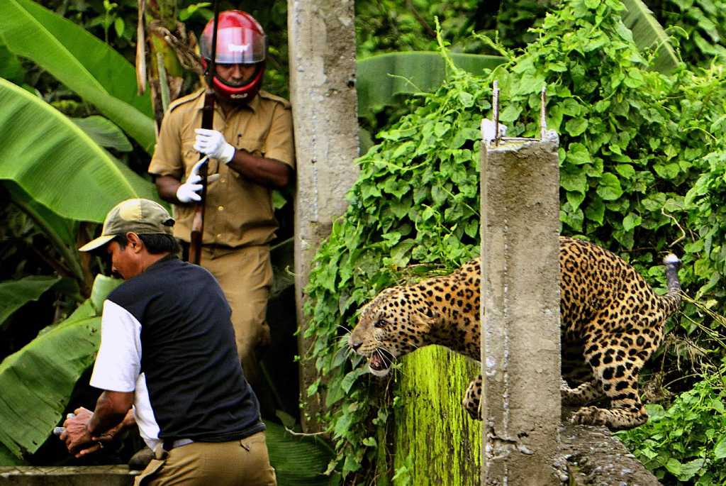 Leopard Attacks In India