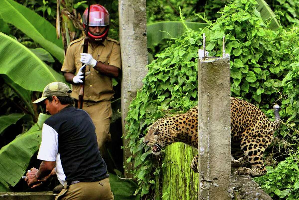 A leopard mauled six people in the Indian village of of Prakash Nagar after straying into the village on Tuesday, July 19, 2011. Forestry department officials eventually tranquilized the animal.