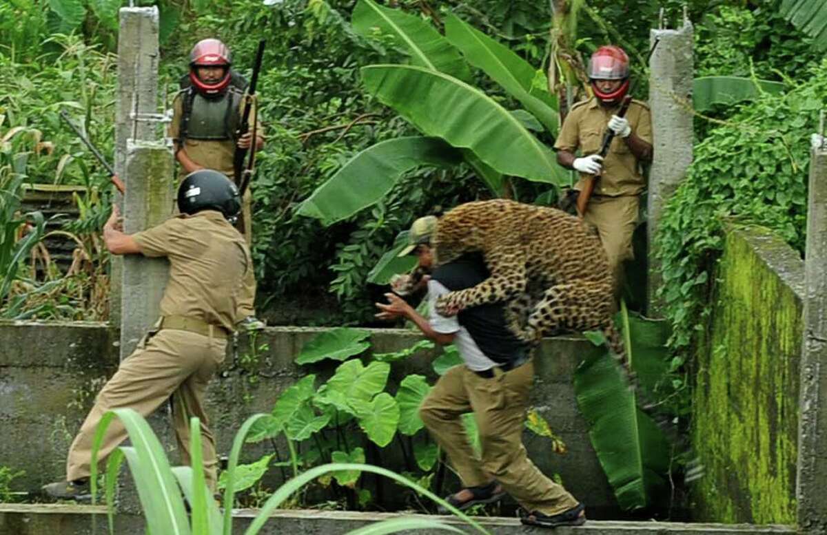 Leopard attacks in India