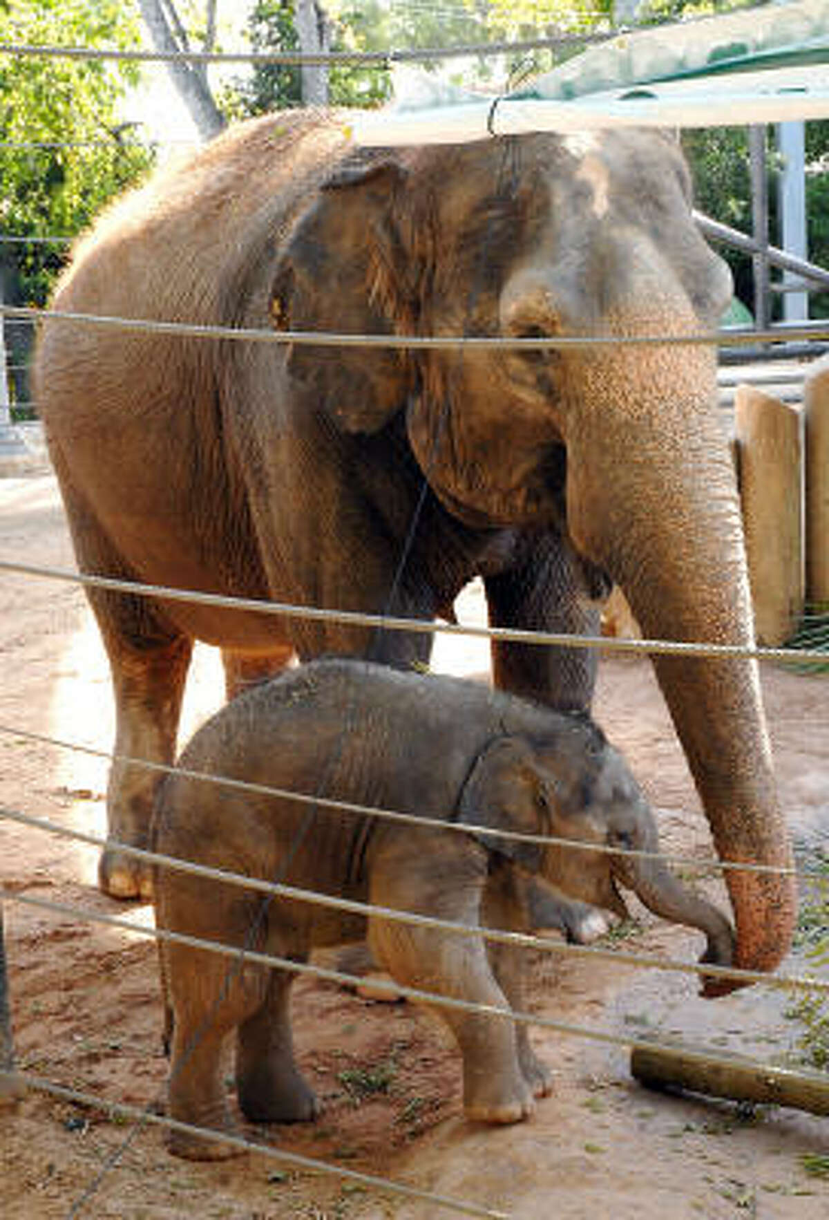 Mac's the name for Houston Zoo's baby elephant